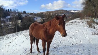 Quarter horse žrebček - 3