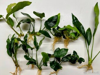 Anubias mix - 3