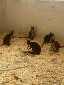 PARMA WALLABY kengura(klokan) - 3