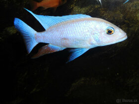 SCIAENOCHROMIS FRYERI SNOW WHITE - 3