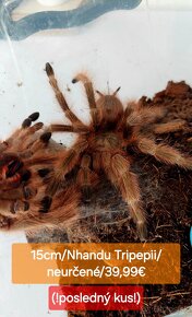 Sklípkani, Tarantule, Pavúky, Vtáčkare - 3