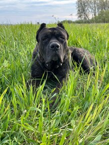 BANDOG,BANDOGGEE MASTIFF,AMERICAN BANDOG MASTIFF NA KRYTIE - 3