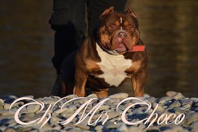 American bully - 3