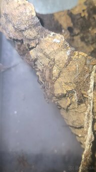 POECILOTHERIA SUBFUSCA LOWLAND - 3