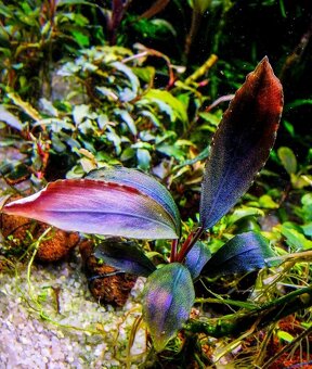 Bucephalandra Ulysses - 3