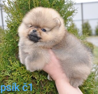 Pomeranian Boo - 3