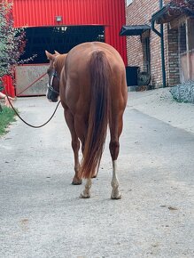 Predám kobylku quarter horse QH - 3