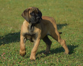 búrský buldok- boerboel - 3