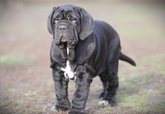 Neapolský mastiff, - 3