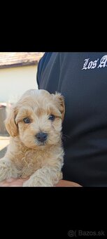 Maltipoo - 3