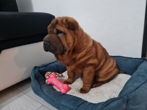 ⭐️SHAR-PEI šteniatko - 3