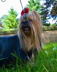 Yorkshire Terrier / Jorkšírský teriér / York / Jork - 3