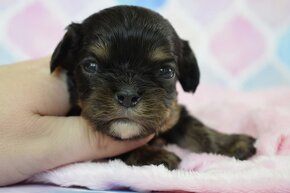 Cavalier King Charles Španiel s PP - 3