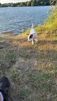 Jack russel terier - 3