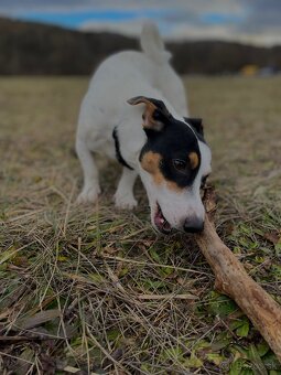 Jack Russel Terierr - 3