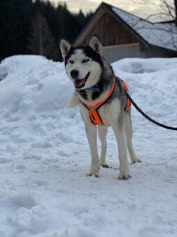 Sibírsky Husky mushing - 3