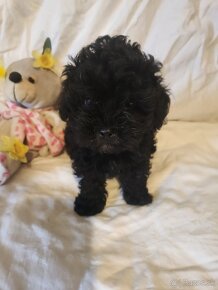 Maltipoo - 3