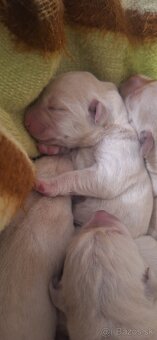 LABRADOR RETRIEVER s PP - 3