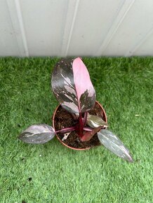 Philodendron pink Princess - 3