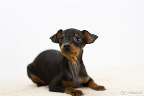 Ratlik, pincer, pinscher - 3