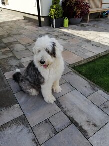 Bobtail-Old english sheepdog - 3