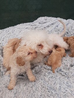 Pudlik Toy,pudel,poodle - 3