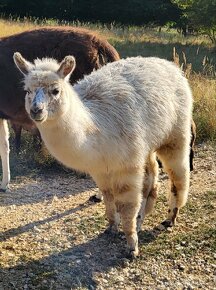 Predam samceka misti, krizenca lamy alpaky a lamy krotkej. - 3