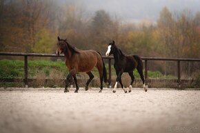 Roční American Quarter Horse black klisna, vnučka Gunnera - 3