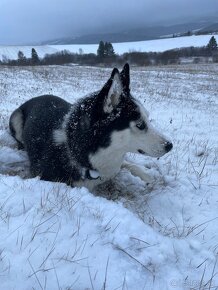 Sibírsky husky - 3