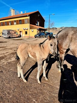 Grullo klisna American Quarter Horse v typu bull - 3