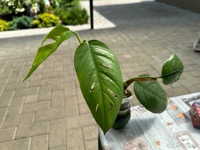 Epipremnum pinnatum “Cebu Blue” - 3