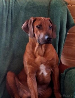 Rhodesian Ridgeback - 3