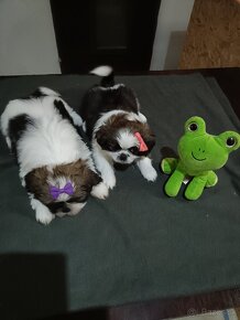 Shitzu šteniatka (Shih-Tzu, ši-cu) - 3