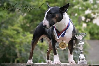 Mini bulterier / Miniature Bullterrier - rezervácia - 3