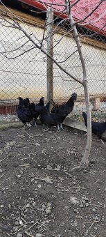 ayam cemani - 3