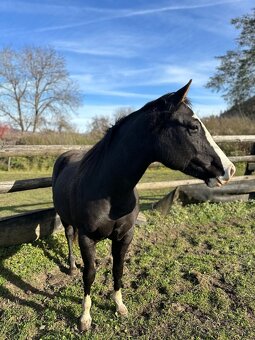 Quarter horse/appaloossa kobyla - 3