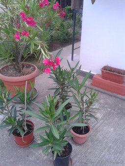 Oleander - 3