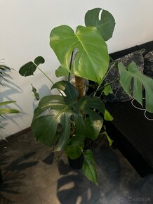 Monstera Deliciosa - 3