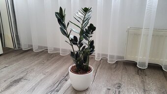 Zamioculcas Dowon (čierny) - 3