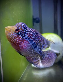 Flowerhorn č.2 - 3