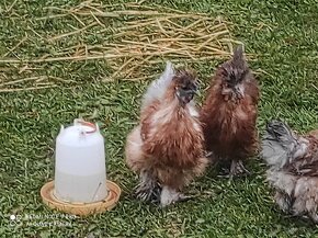 Usa hodvabnicka, araucana divokosfarbena , araucana levanduľ - 3