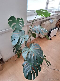 Monstera deliciosa - 3