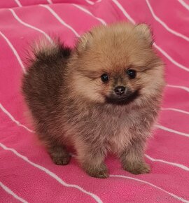 Pomeranian,  Pomerian - 3