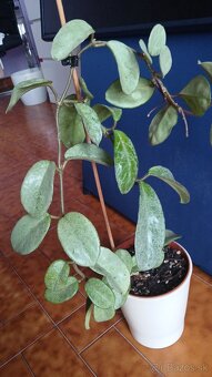 Hoya carnosa Grey Ghost - 3