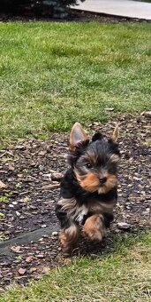 Yorkshire Terrier s PP - 3