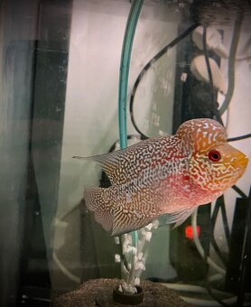 Flowerhorn samec č.2 - 3