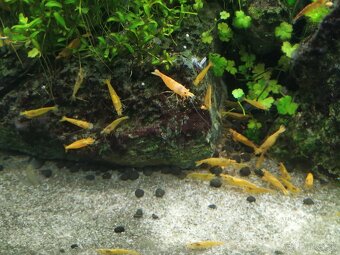 Neocaridina davidi orange - 3