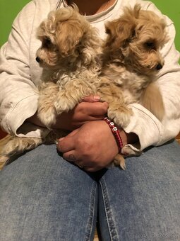 Maltipoo s doručením - 3