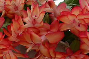vianočné kaktusy - MIX farieb v kvetináčiku - 3