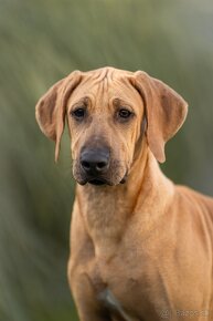 Rhodesian Ridgeback s PP k odberu - 3